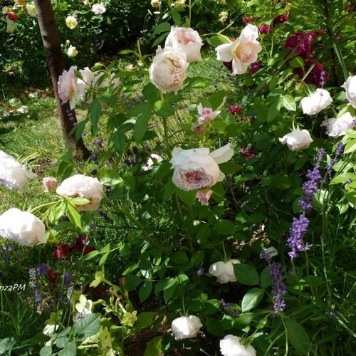 Diszkrét illatú rózsa - Rózsa - Inge's Rose - Online rózsa vásárlás